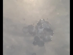 Close up of a big cock cum shot in hardcore Indian porn video